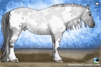 Horse Color:White Spotted Blue Roan 
