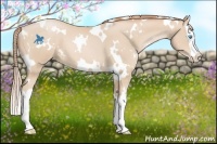 Horse Color:White Spotted Buckskin Pearl Splash 