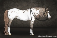 Horse Color:Liver Red Dun Frame Appaloosa 