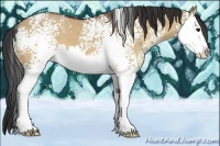 Horse Color:White Spotted Bay Dun Splash 