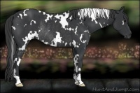 Horse Color:White Spotted Black Rabicano