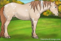 Horse Color:White Spotted Buckskin Pearl 