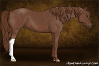 Horse Color:Chestnut 