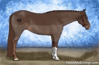 Horse Color:Liver Chestnut 