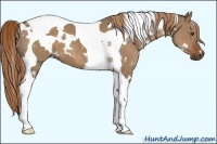 Horse Color:White Spotted Liver Red Dun Tobiano