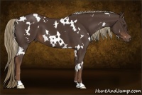 Horse Color:White Spotted Liver Chestnut 