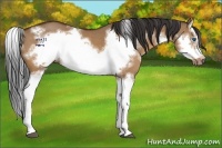 Horse Color:White Spotted Bay Dun Splash Frame 
