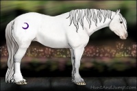 Horse Color:Buckskin Roan Appaloosa Rabicano 