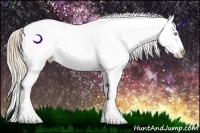 Horse Color:Perlino Appaloosa Rabicano 