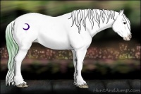 Horse Color:Watercolor Buckskin Appaloosa Rabicano 
