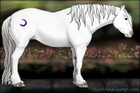 Horse Color:Smoky Black Sabino Appaloosa