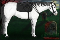 Horse Color:White Spotted Buckskin