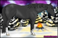 Horse Color:Black 