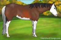 Horse Color:Bay Splash 