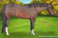 Horse Color:Bay Appaloosa