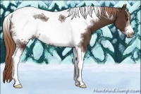Horse Color:Liver Chestnut Sabino Tobiano Frame 