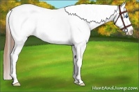 Horse Color:White Spotted Black Splash Frame Appaloosa 
