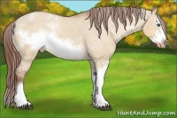 Horse Color:White Spotted Bay Dun Splash Frame Appaloosa Rabicano 