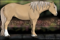 Horse Color:Palomino Sabino