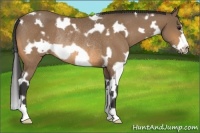 Horse Color:White Spotted Buckskin Frame Rabicano 