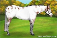 Horse Color:White Spotted Bay Frame Appaloosa Rabicano 