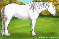 Horse Color:White Spotted Bay Dun Splash Appaloosa