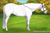 Horse Color:White Spotted Black Splash Frame Appaloosa