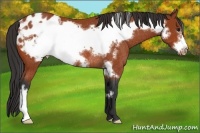 Horse Color:Bay Frame Appaloosa Rabicano 