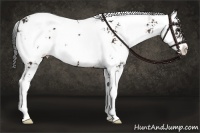 Horse Color:Bay Sabino  and Bay Sabino 
