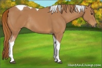 Horse Color:Chestnut Tobiano Rabicano
