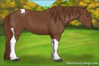 Horse Color:Chestnut Tobiano 