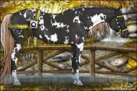 Horse Color:White Spotted Liver Chestnut