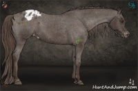 Horse Color:Liver Chestnut Appaloosa