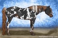 Horse Color:White Spotted Liver Chestnut 