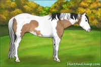 Horse Color:Bay Dun Splash Tobiano