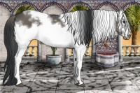 Horse Color:White Spotted Black Frame 