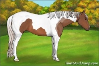 Horse Color:Silver Bay Tobiano 