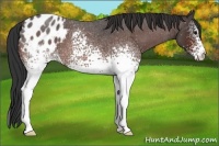 Horse Color:White Spotted Bay Roan Appaloosa