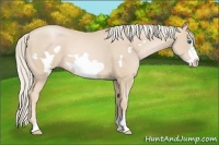 Horse Color:Palomino Pearl Frame 