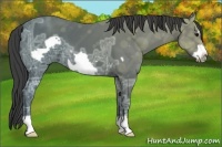 Horse Color:Smoky Black Ice Frame 