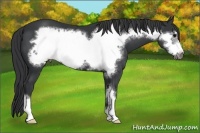Horse Color:Black Frame 