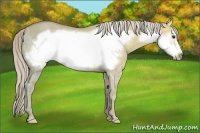 Horse Color:Palomino Ice Dun Frame 