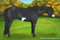 Horse Color:Black Chinchilla Frame