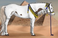Horse Color:Liver Chestnut Sabino Splash Tobiano 