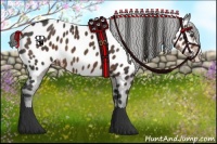 Horse Color:Liver Chestnut Appaloosa