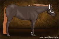 Horse Color:Liver Chestnut
