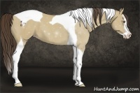 Horse Color:Classic Cream Champagne Dun Splash Tobiano