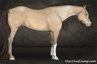 Horse Color:Amber Cream Champagne