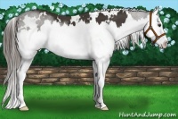 Horse Color:White Spotted Liver Chestnut Splash 