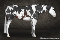 Horse Color:White Spotted Brown Splash 